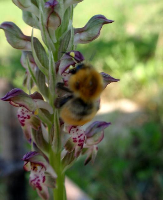 Bombus sp.3.jpg