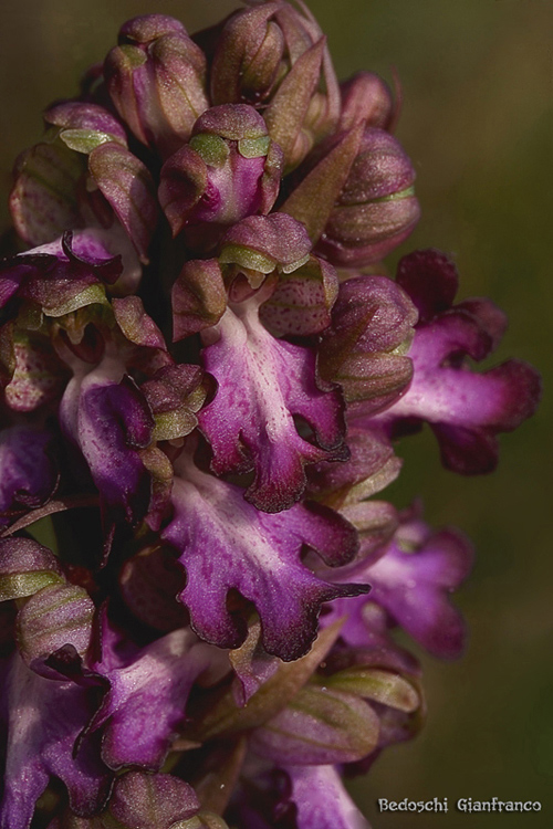 Barlia_O0Z0790.jpg