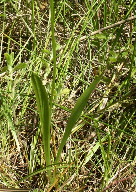 Platanthera algeriensis (4).jpg