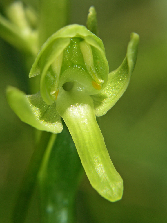 Platanthera algeriensis 11.06.05 (21).jpg
