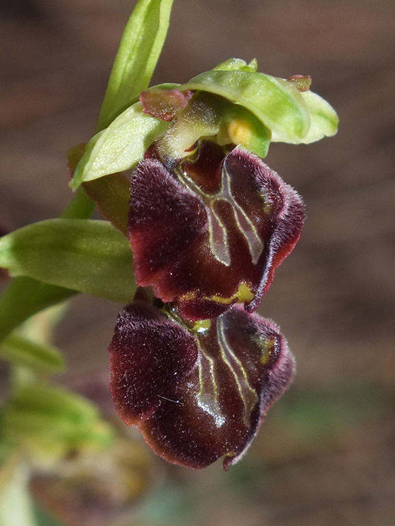 DSCF2618.jpg