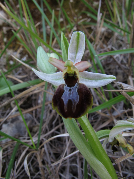 Ophrys exaltata arachnitiformis 1.jpg