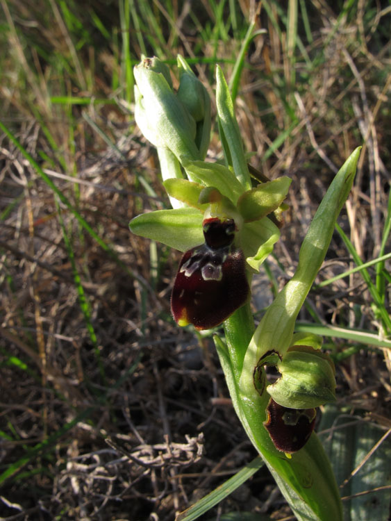 Ophrys exaltata arachnitiformis 2.jpg