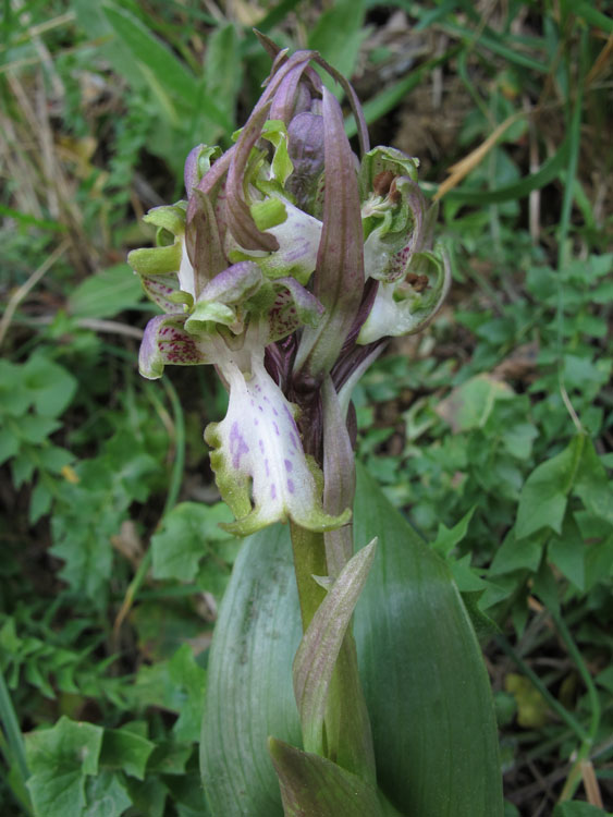 Himantoglossum robertianum.jpg