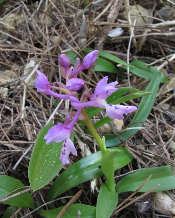 Orchis olbiensis.jpg