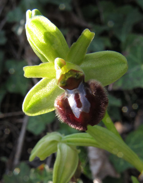 Ophrys sphegodes massiliensis.jpg