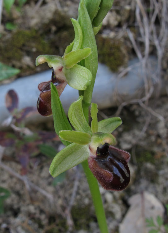 Ophrys incubacea x Ophrys sphegodes massiliensis.jpg