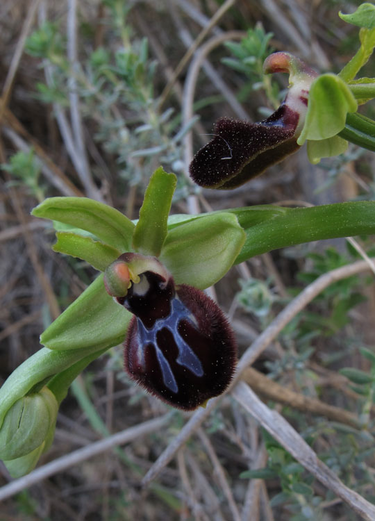 Ophrys exaltata arachnitiformis x Ophrys incubacea.jpg