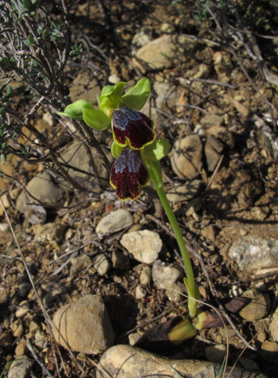 Ophrys delforgei 1.jpg