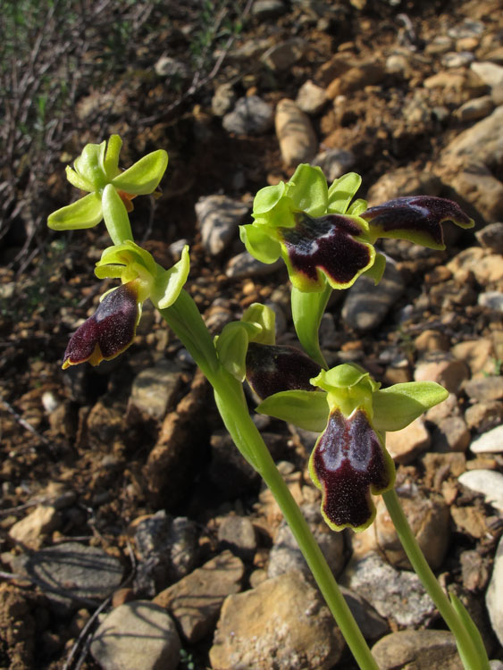 Ophrys delforgei 2.jpg
