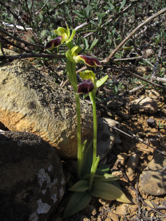 Ophrys delforgei 4.jpg