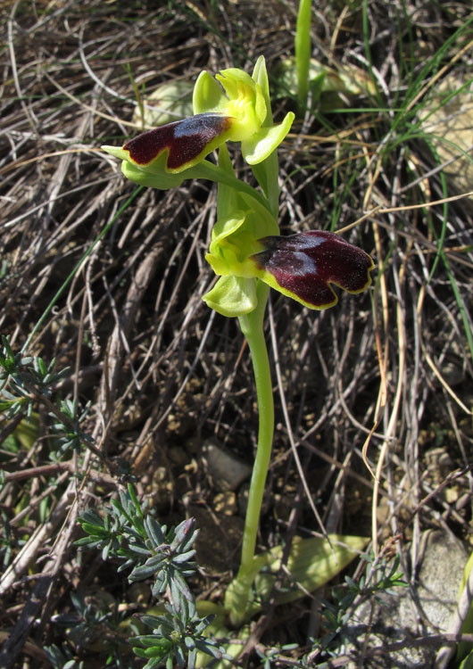 Ophrys delforgei 6.jpg