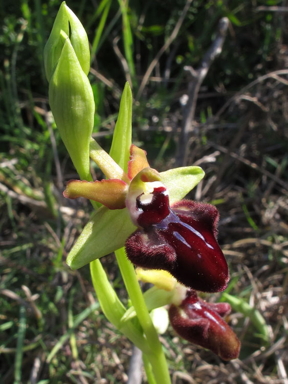 Ophrys incubacea 1.jpg