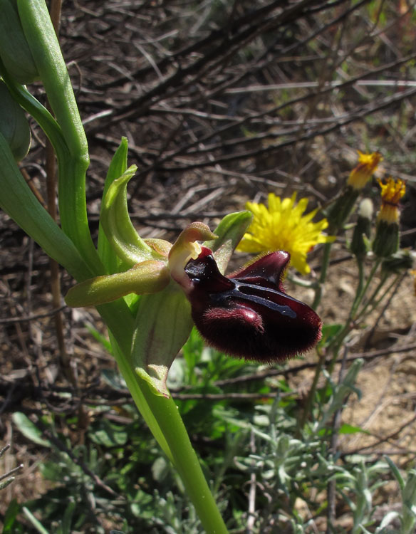 Ophrys incubacea 2.jpg