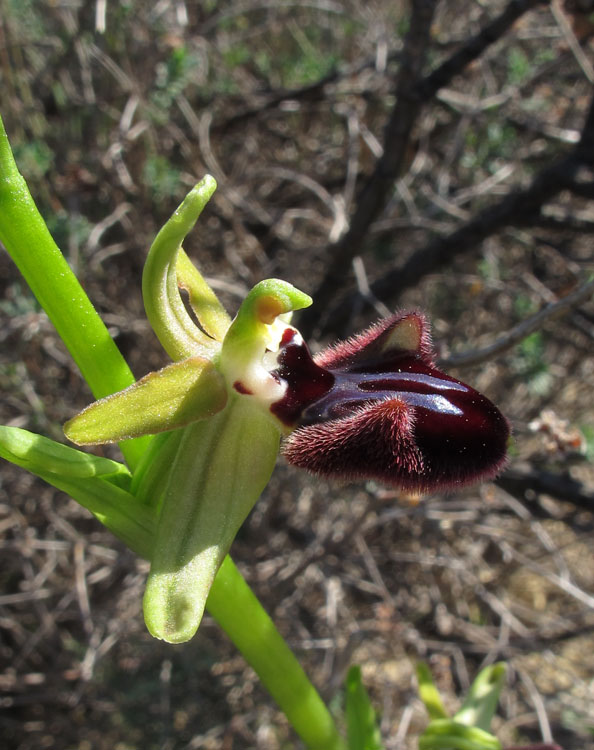 Ophrys incubacea 3.jpg