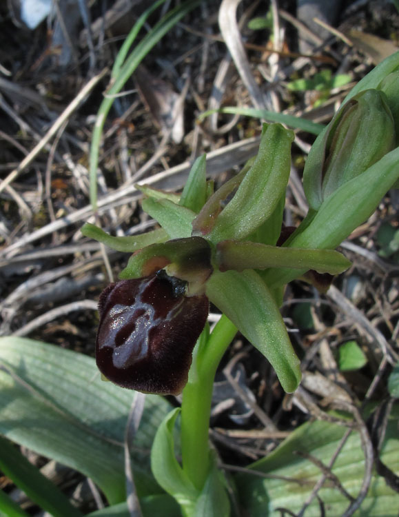 Ophrys exaltata arachnitiformis 2.jpg
