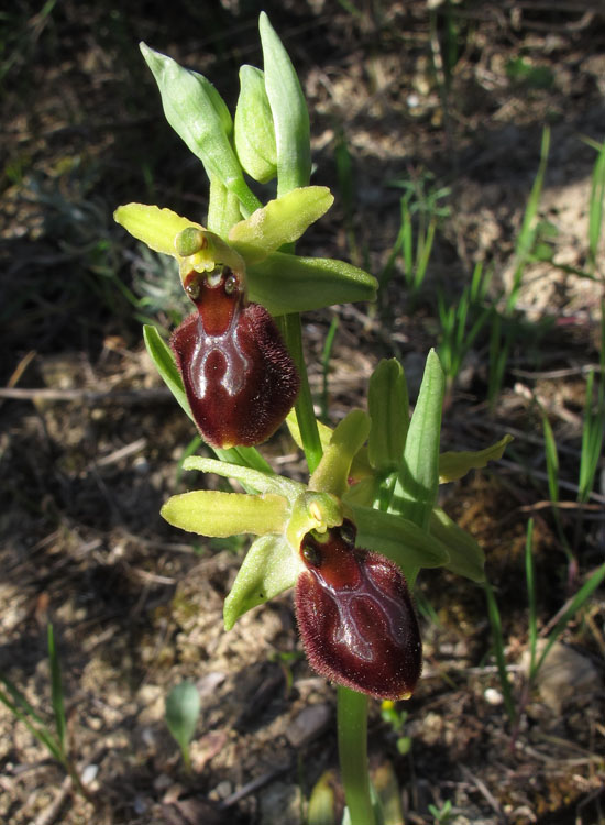 Ophrys exaltata arachnitiformis 3.jpg