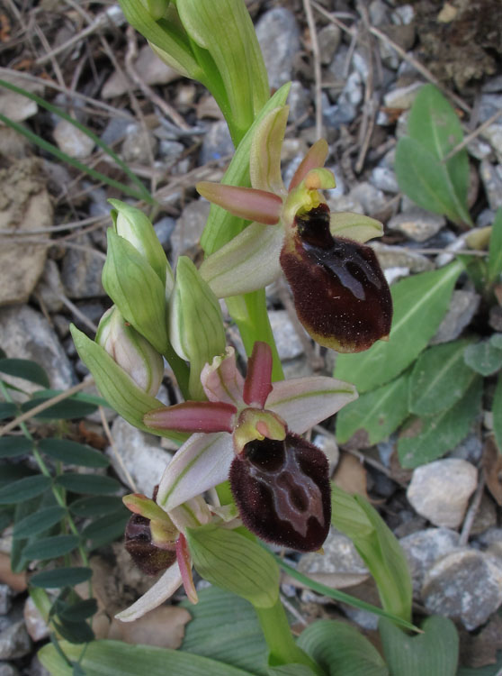 Ophrys exaltata arachnitiformis 4.jpg