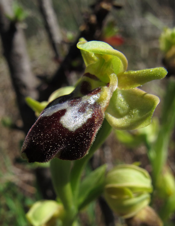 Ophrys exaltata arachnitiformis x O. forestieri 1.jpg