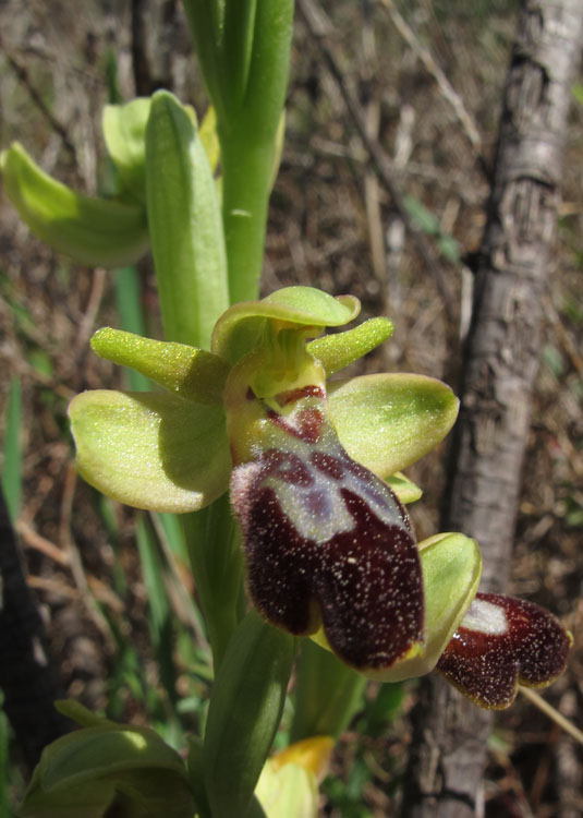Ophrys exaltata arachnitiformis x O. forestieri 2.jpg