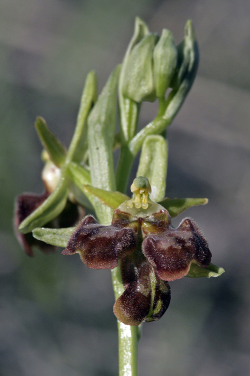 Ophrys Sphegodes a tre labelli.jpg