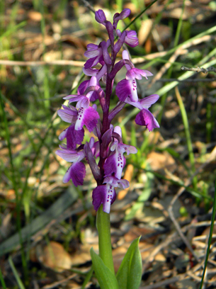 Anacamptis longicornu1.jpg