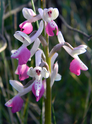 Anacamptis longicornu 2.jpg