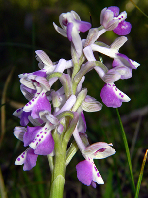 Anacamptis longicornu 3.jpg