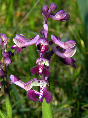 Anacamptis longicornu 4.jpg