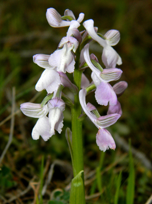 Anacamptis longicornu 5.jpg