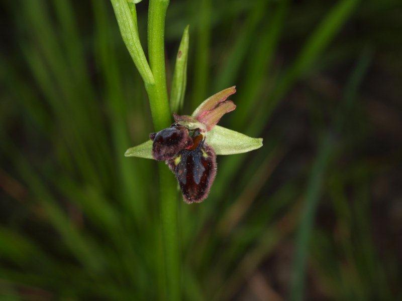 ophrys brutia 49.jpg