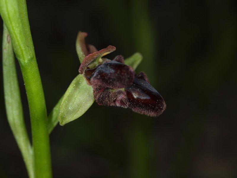 ophrys brutia 51.jpg