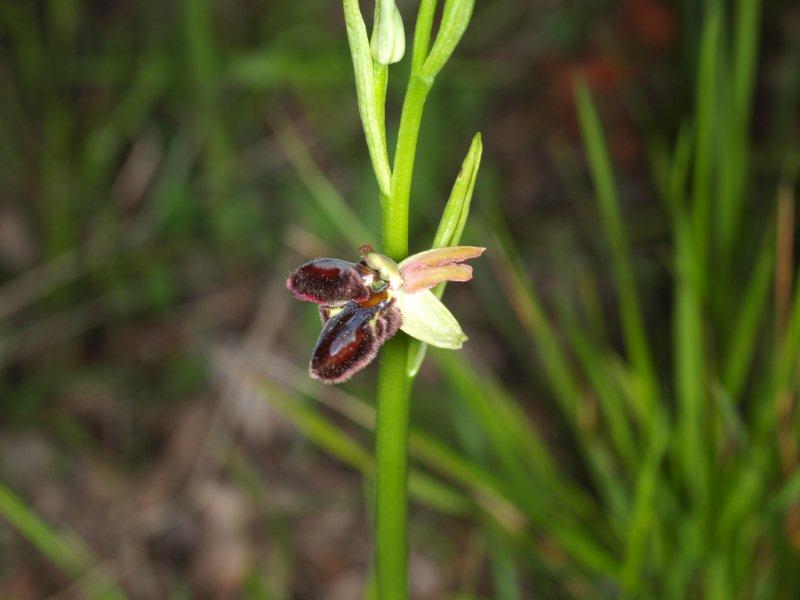 ophrys brutia 55.jpg