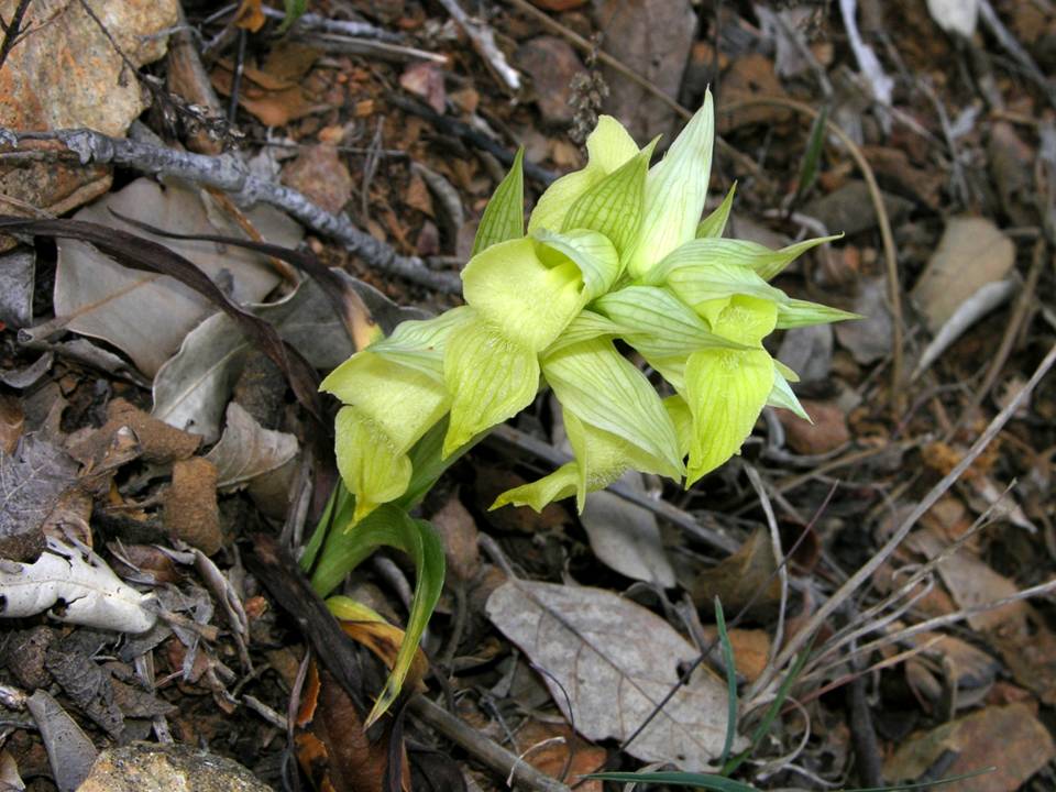 gialla.jpg