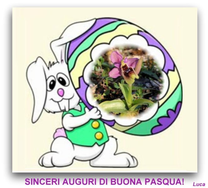coniglio.bmp.jpg