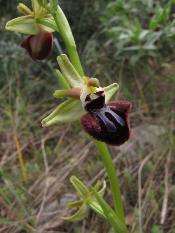 Ophrys incubacea.jpg