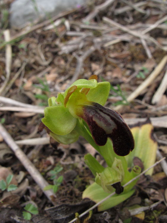 Ophrys forestieri.jpg