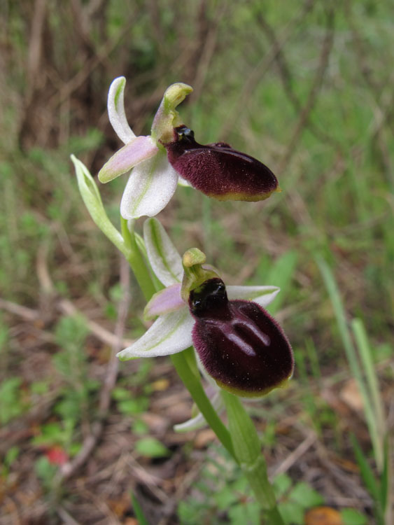 Ophrys exaltata arachnitiformis.jpg