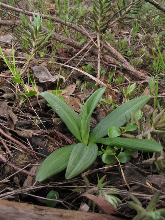 Ophrys splendida.jpg