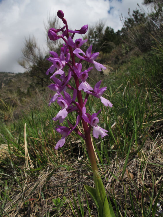 Orchis olbiensis 1.jpg