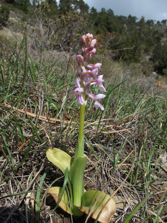 Orchis olbiensis 2.jpg