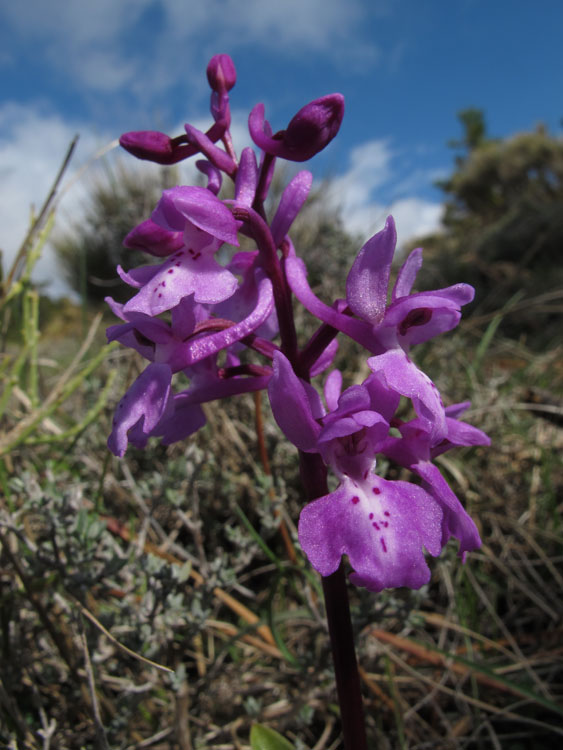 Orchis olbiensis 3.jpg