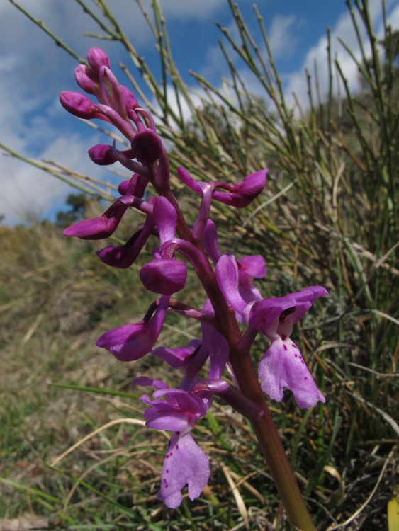 Orchis olbiensis 4.jpg