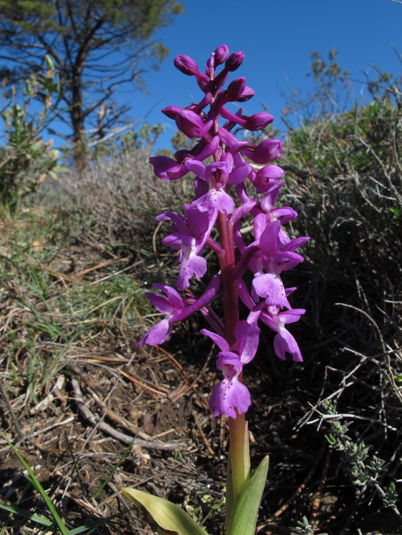 Orchis olbiensis 5.jpg