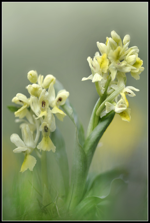 Orchis pauciflora.jpg