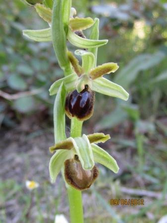 orchidee spontanee 004 compressa.jpg