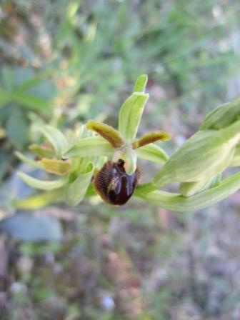 orchidee spontanee 003 compressa.jpg