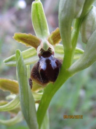 orchidee spontanee 006 compressa.jpg