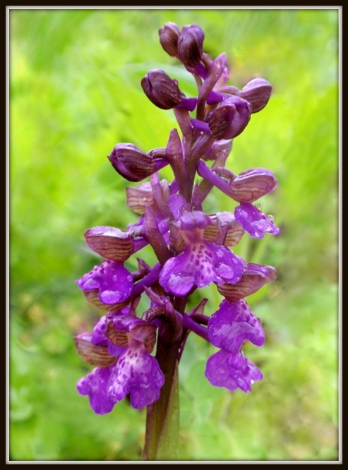 A. morio 3.JPG