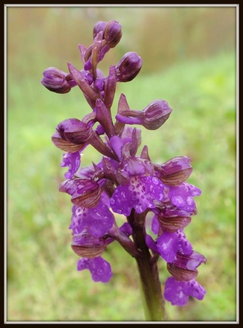 A. morio 5.JPG